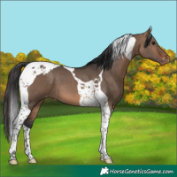 Horse Color:Brown Dun Tobiano Appaloosa 
