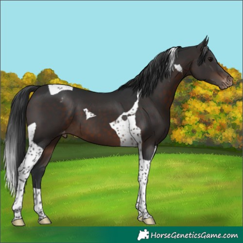 Horse Color:Brown Tobiano Appaloosa 