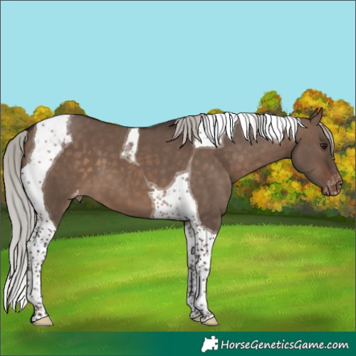 Horse Color:Silver Brown Dun Tobiano Appaloosa 