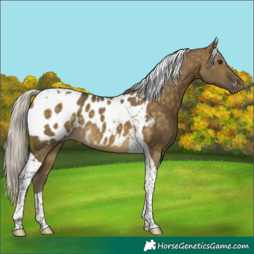 Horse Color:Silver Buckskin Dun Tobiano Appaloosa 