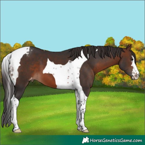 Horse Color:Brown Tobiano Appaloosa 