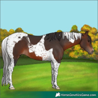 Horse Color:Brown Tobiano 