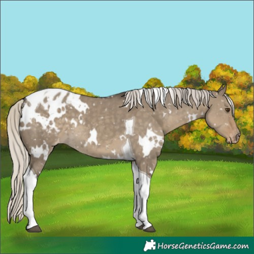 Horse Color:White Spotted Silver Smoky Grullo Tobiano Appaloosa 