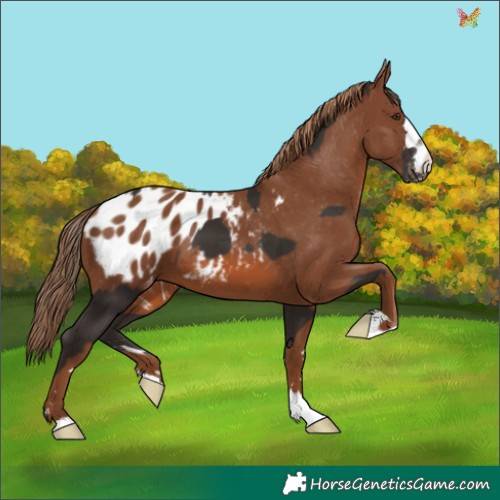 Horse Color:Liver Chestnut Appaloosa and Chestnut Appaloosa