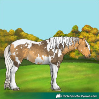 Horse Color:White Spotted Silver Buckskin Tobiano 