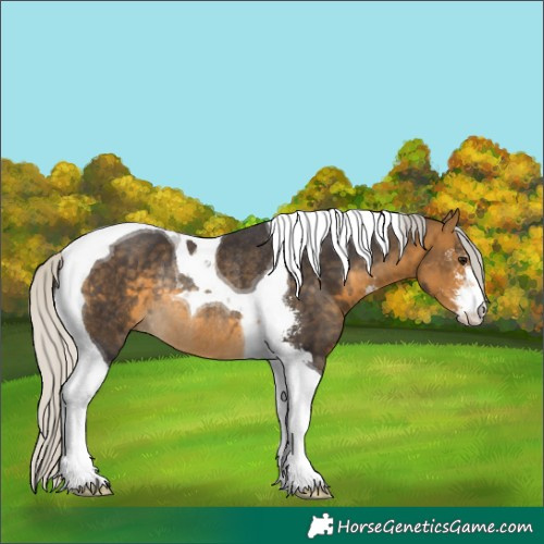 Horse Color:Silver Buckskin Sabino Tobiano Rabicano