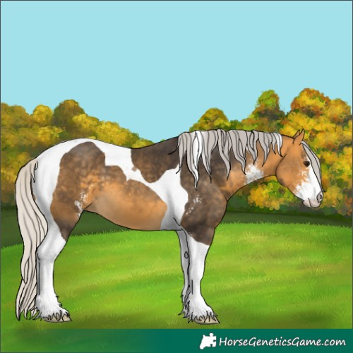 Horse Color:Silver Buckskin Sabino Tobiano 