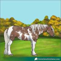 Horse Color:White Spotted Silver Black Tobiano 