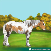 Horse Color:White Spotted Silver Buckskin 