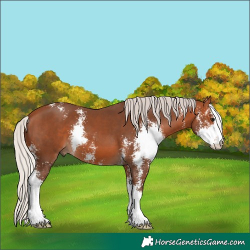 Horse Color:Silver Bay Sabino