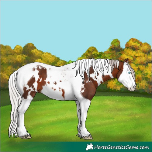Horse Color:White Spotted Silver Brown Splash Tobiano
