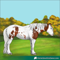 Horse Color:White Spotted Silver Brown Splash Tobiano