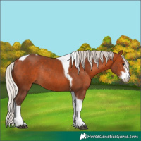 Horse Color:Silver Bay Sabino Tobiano Rabicano