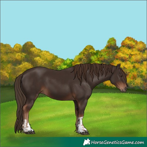 Horse Color:Liver Chestnut  and Liver Chestnut 