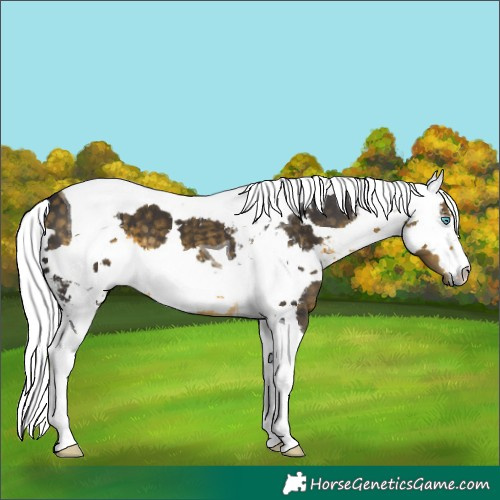 Horse Color:Buckskin Harlequin Merle Tobiano 