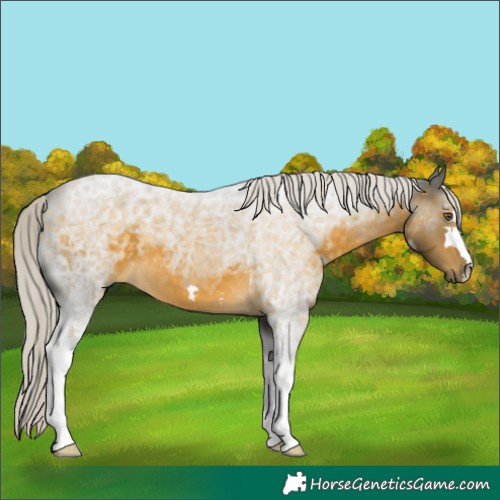 Horse Color:Silver Buckskin 
