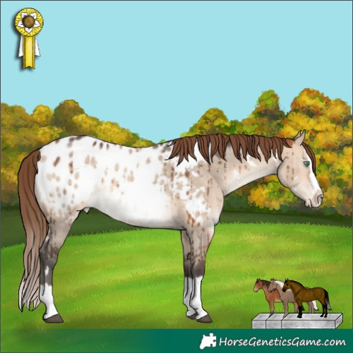 Horse Color:White Spotted Bay Dun Mushroom Splash Appaloosa Brindle 