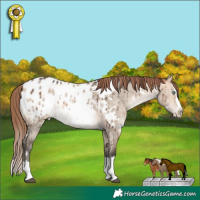 Horse Color:White Spotted Bay Dun Mushroom Splash Appaloosa Brindle 