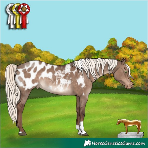 Horse Color:Liver Red Dun Mushroom Tobiano Appaloosa Rabicano Brindle 
