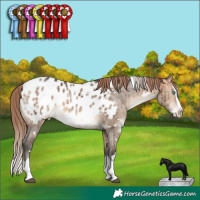 Horse Color:White Spotted Bay Dun Mushroom Splash Appaloosa Brindle 