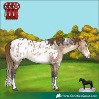 Horse Color:White Spotted Bay Dun Mushroom Splash Appaloosa Brindle