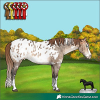 Horse Color:White Spotted Bay Dun Mushroom Splash Appaloosa Brindle