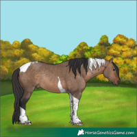 Horse Color:Brown Dun Tobiano Rabicano