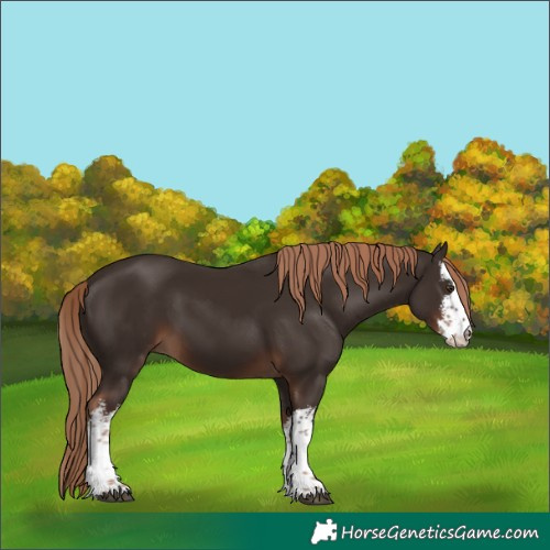 Horse Color:White Spotted Liver Chestnut