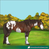 Horse Color:White Spotted Liver Chestnut Appaloosa 