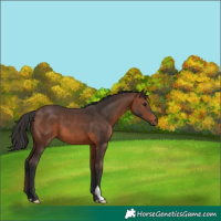 Horse Color:Brown 