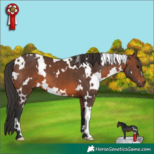 Horse Color:White Spotted Brown 