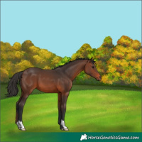 Horse Color:Brown 