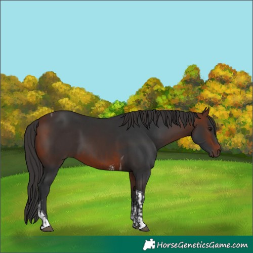 Horse Color:Bay  and Bay Sabino Tobiano 