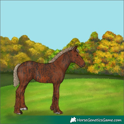 Horse Color:Liver Chestnut  and Chestnut 
