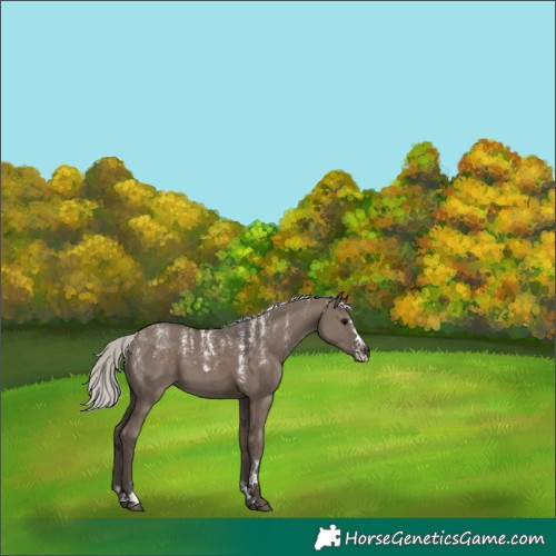 Horse Color:Powder White Silver Grullo 