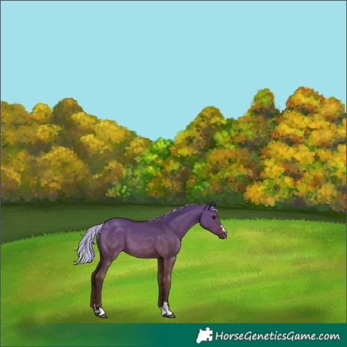 Horse Color:Silver Brown Dun 