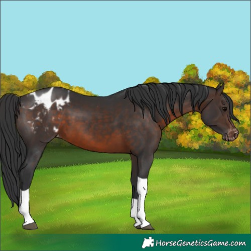 Horse Color:Brown Tobiano Appaloosa 