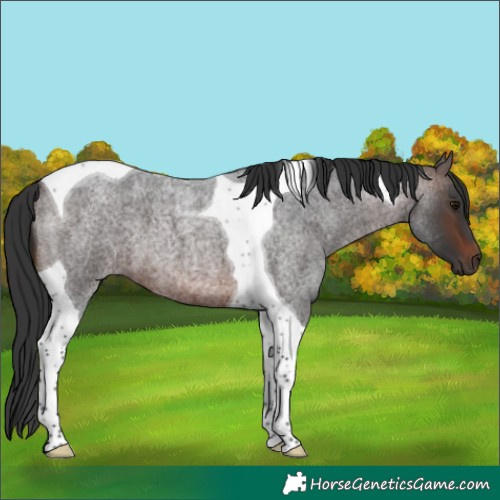 Horse Color:Brown Roan Tobiano 