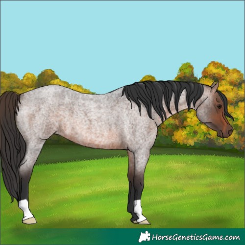 Horse Color:Brown Roan 