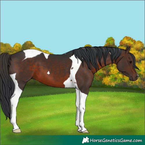 Horse Color:Brown Tobiano 