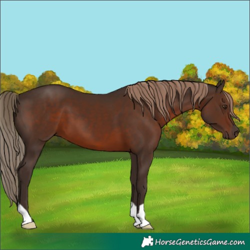 Horse Color:Liver Chestnut 
