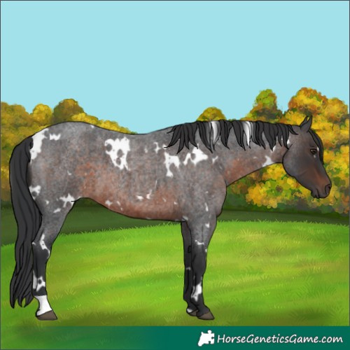 Horse Color:White Spotted Brown Roan 