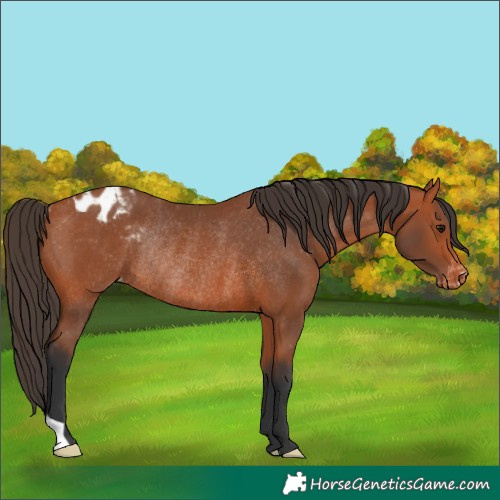 Horse Color:Bay Appaloosa Rabicano 