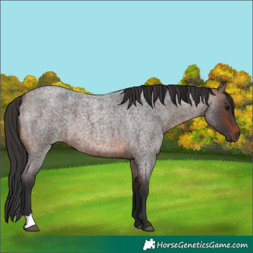 Horse Color:Brown Roan 