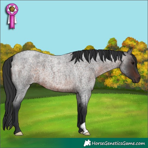 Horse Color:Brown Roan 