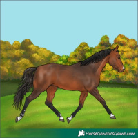 Horse Color:Bay 