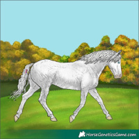 Horse Color:Cremello Appaloosa