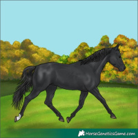 Horse Color:Black 