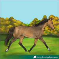 Horse Color:Buckskin 