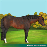 Horse Color:Brown Rabicano